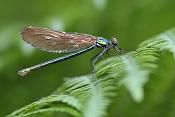 bosbeekjuffer (calopteryx virgo)